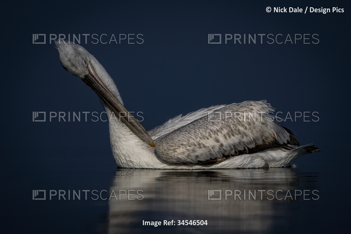 Close-up of Dalmatian pelican (Pelecanus crispus) preens itself on calm lake; ...