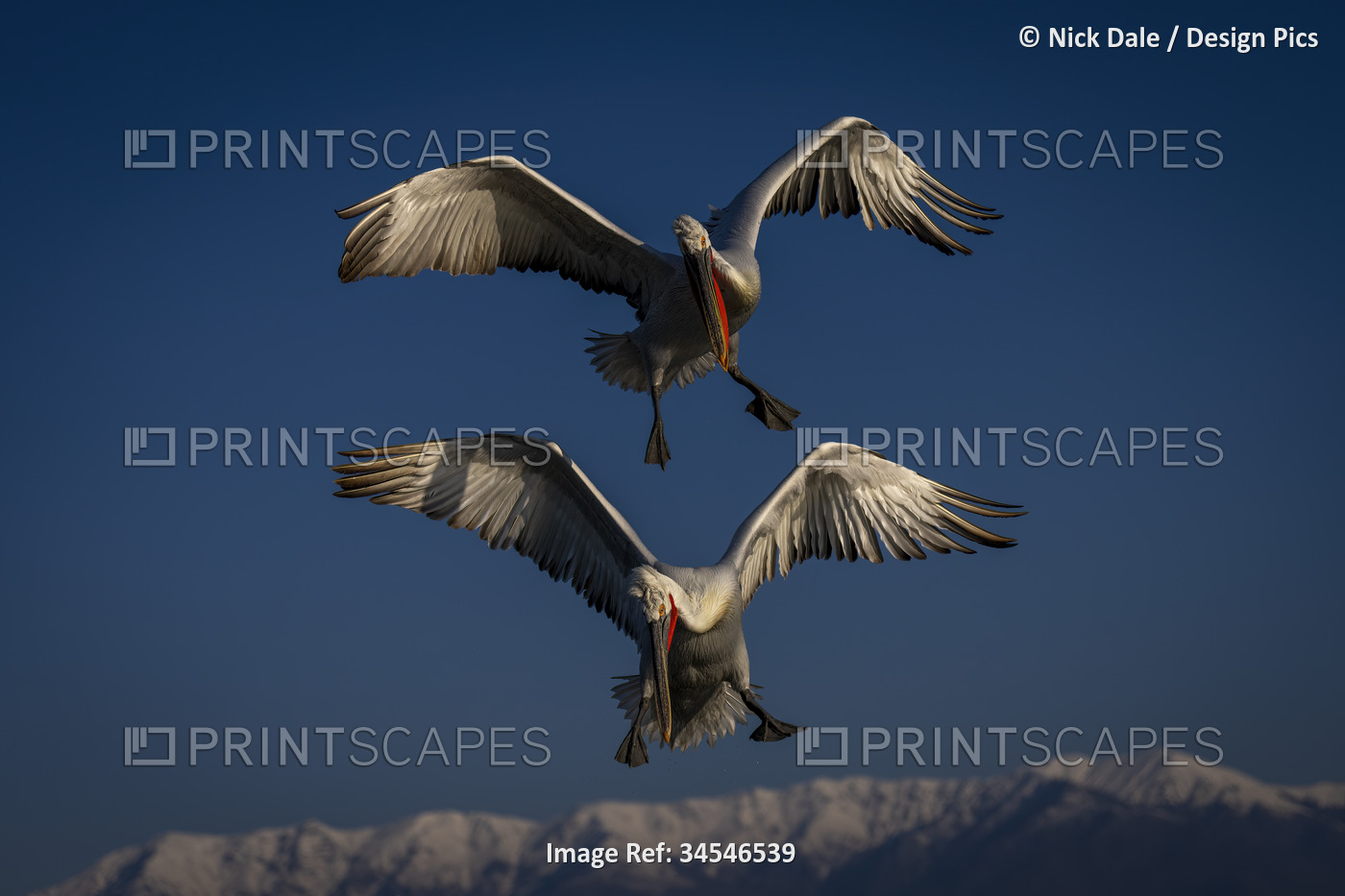 Two Dalmatian pelicans (Pelecanus crispus)  fly looking down by mountains; ...