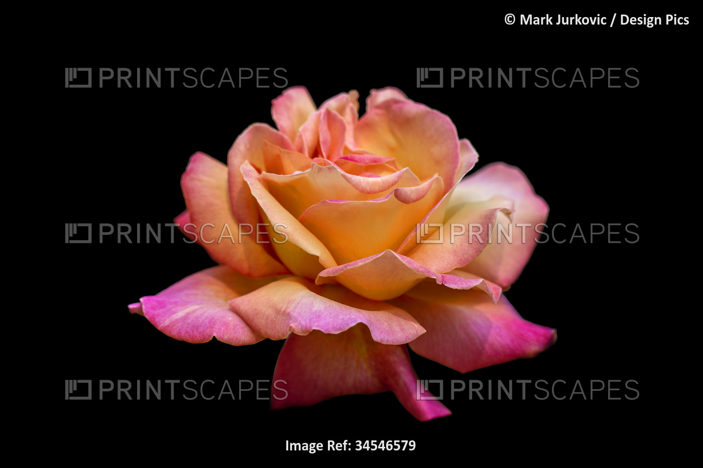 Rosa 'Chicago Peace' Rose on a black background; Studio
