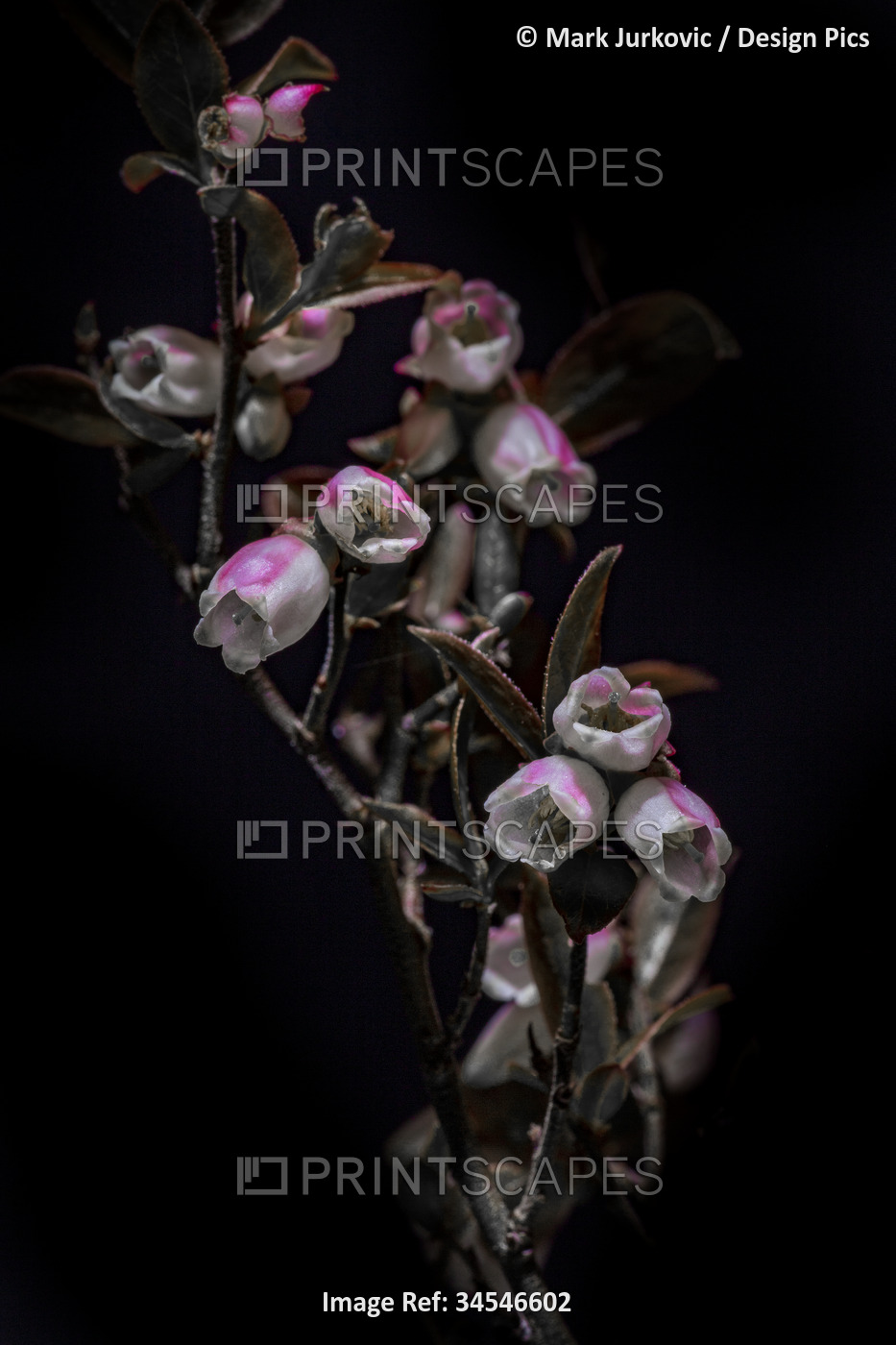 Wild plant with blossoming bell flowers against a black background; Digby, Nova ...
