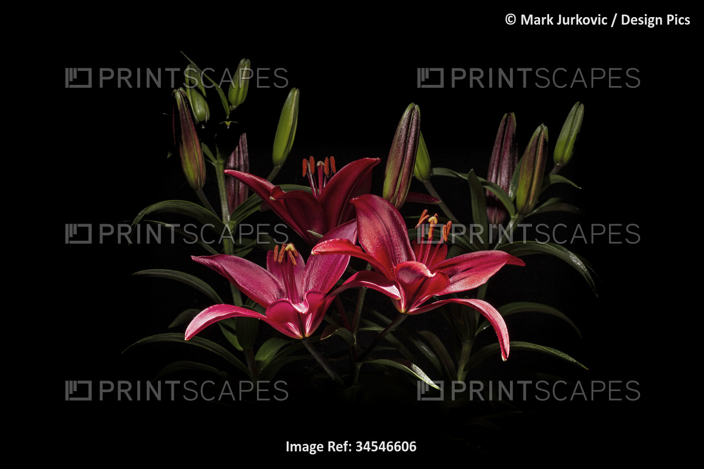 Red Asiatic Lilies (Lilium sp.) on a black background; Studio