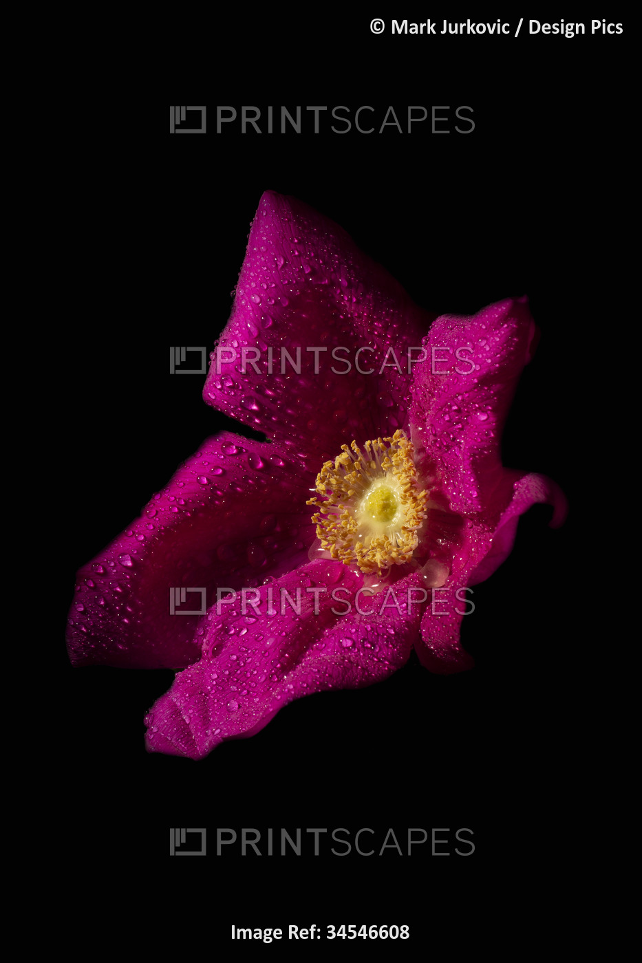 Wild Brier Rose (Rosa rubiginosa) with water droplets; Brier Island, Nova ...