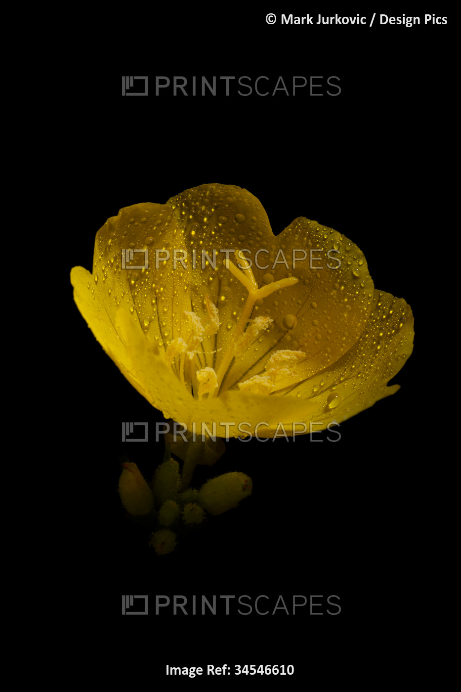Evening Primrose (Oenothera biennis I), a medicinal plant with pollen on ...