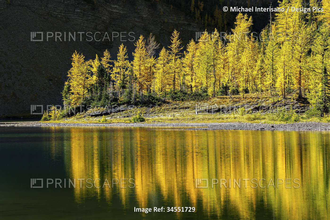 Glowing larch trees reflecting along a alpine lake shoreline with a dark cliff ...