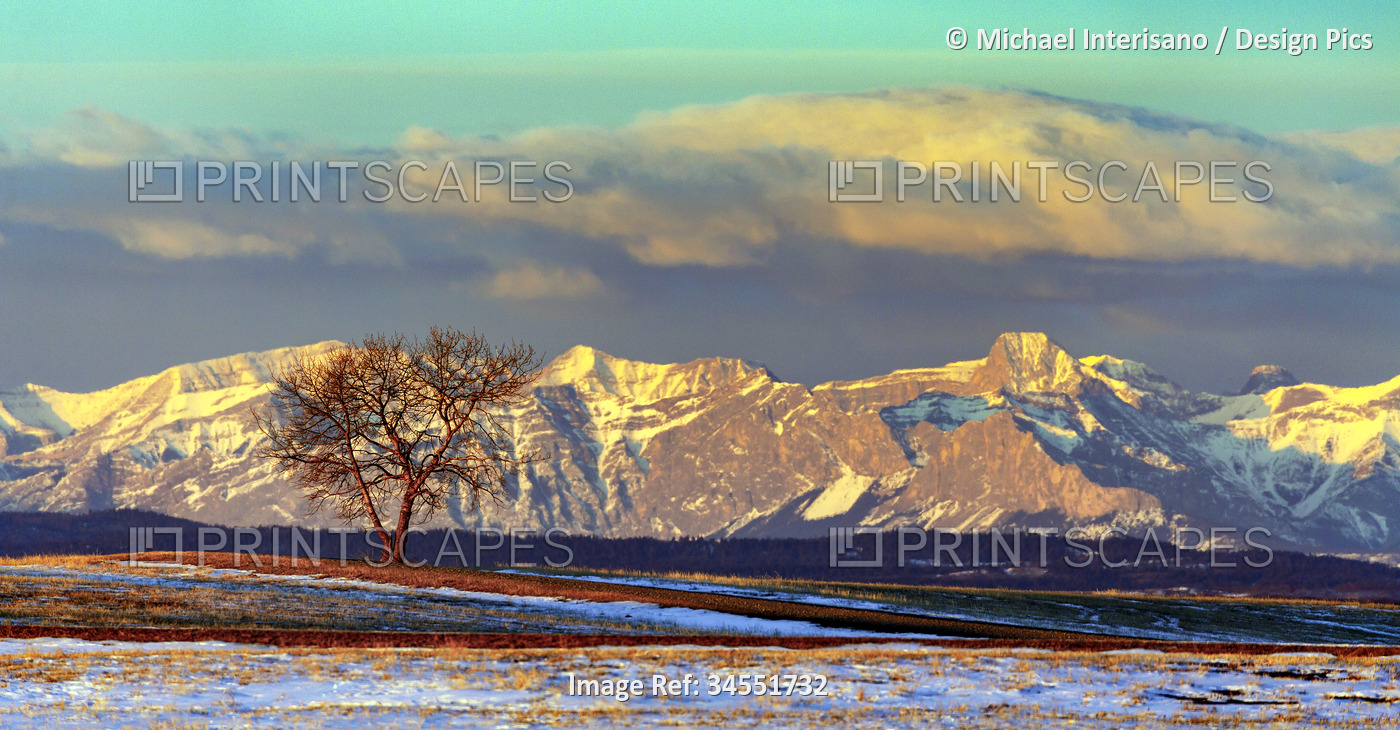 Lone tree in a field against a background of a partially snow-covered mountain ...