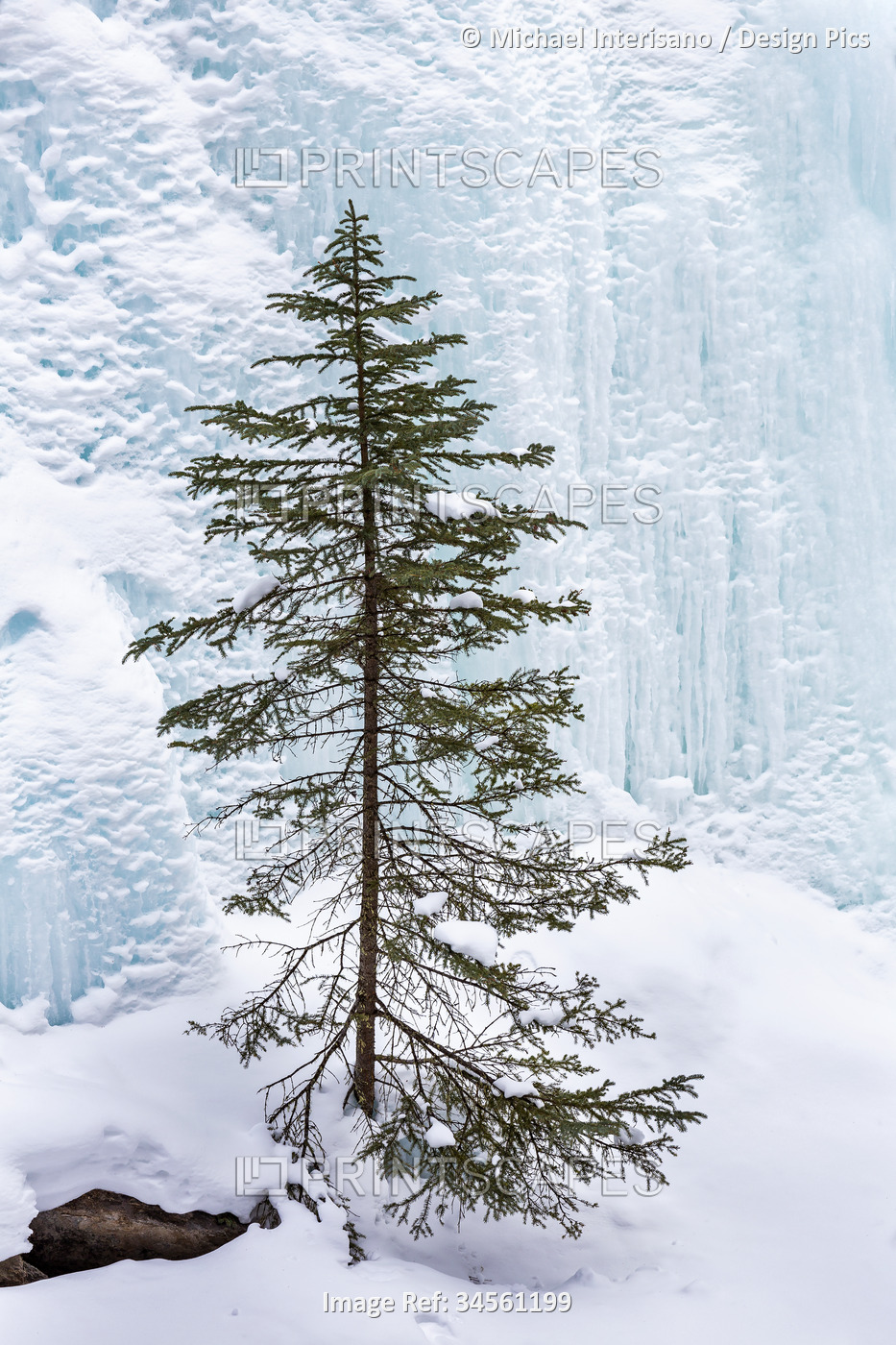 Lone evergreen tree on a snow-covered cliff with a frozen ice falls in the ...