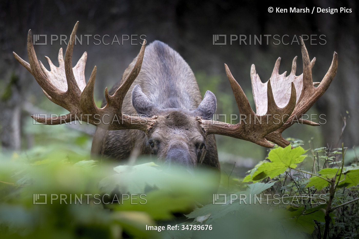 Close-up portrait of a large, bull moose (Alces Alces) as it cruises through a ...