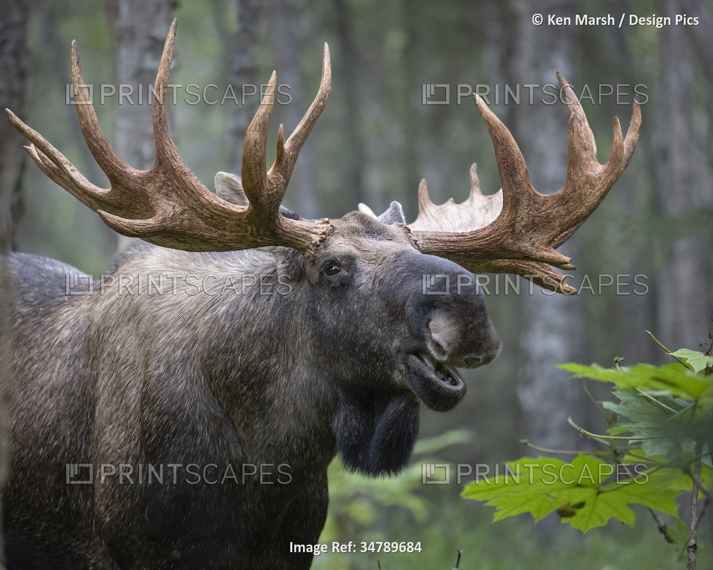 Close-up portrait of a mature, bull moose (Alces Alces) with its magnificent ...