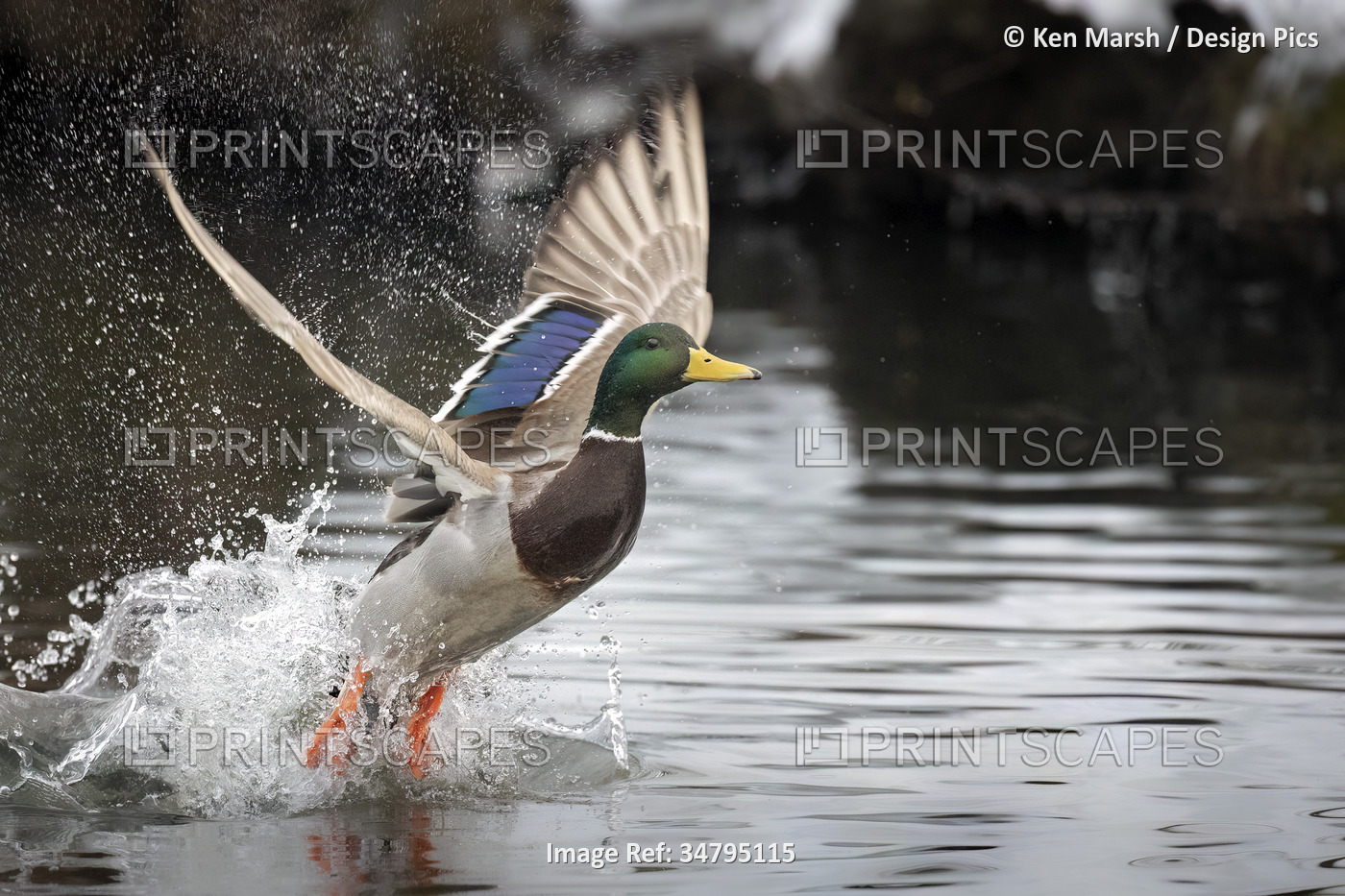 Male Mallard (Anas platyrhynchos) taking off from the water; Alaska, United ...