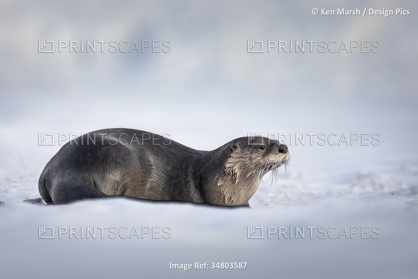 Portrait of a river otter (Lutra canadensis) lying down near an ice-fishing ...