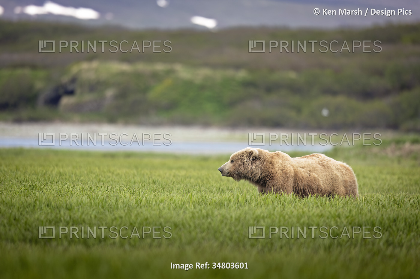 A brown bear (Ursus arctos) feeds upon sedges near McNeil Cove in Southwest ...