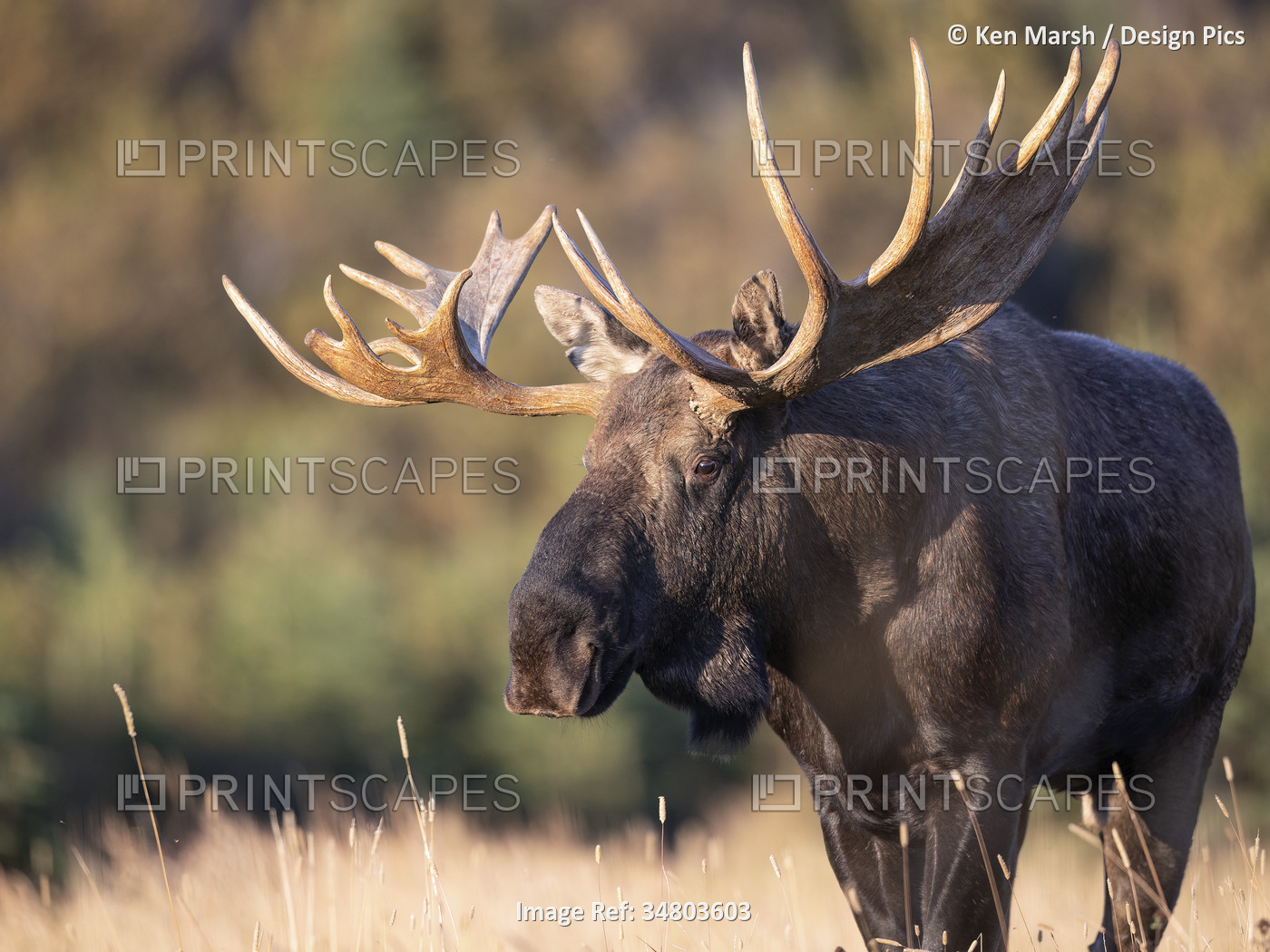 A large bull moose (Alces alces) prowls an open meadow in search of cows during ...