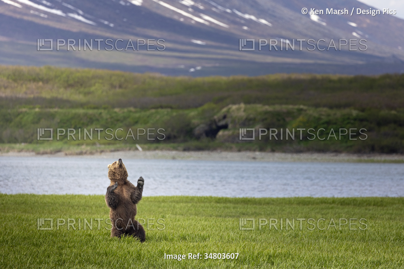 A brown bear (Ursus arctos) standing upright among the sedges, appears to dance ...