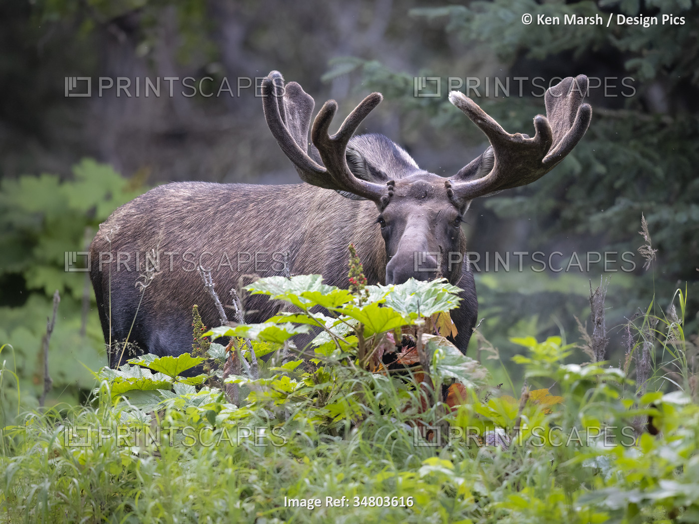 Young bull moose (Alces alces) pauses from a devil's club thicket (Oplopanax ...