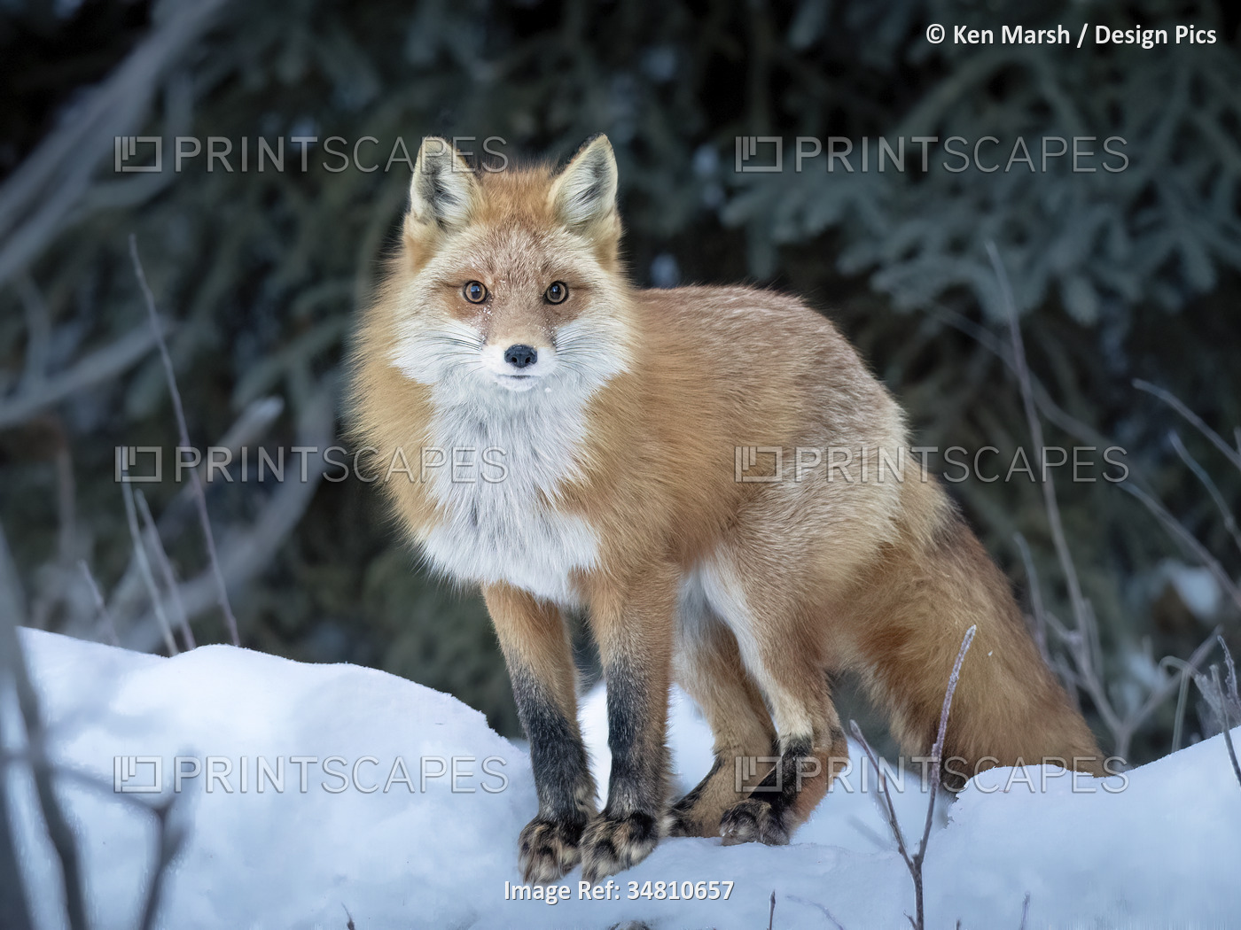 Close-up portrait of a red fox (Vulpes vulpes) faces the photographer in South ...