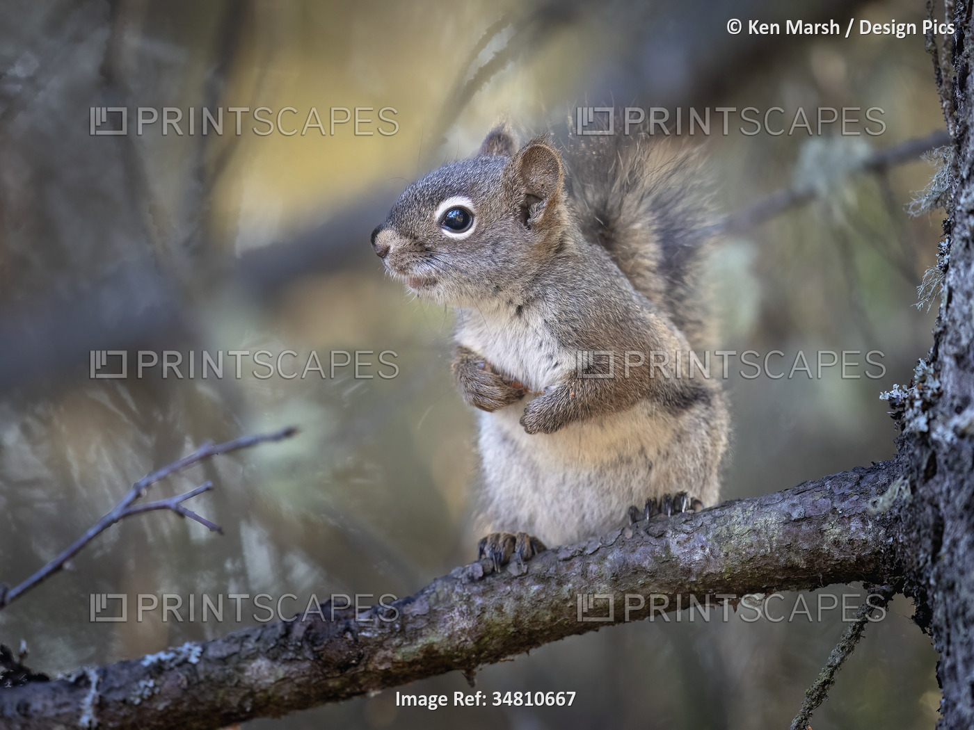 Close-up portrait of a American red squirrel (Tamiasciurus hudsonicus) standing ...