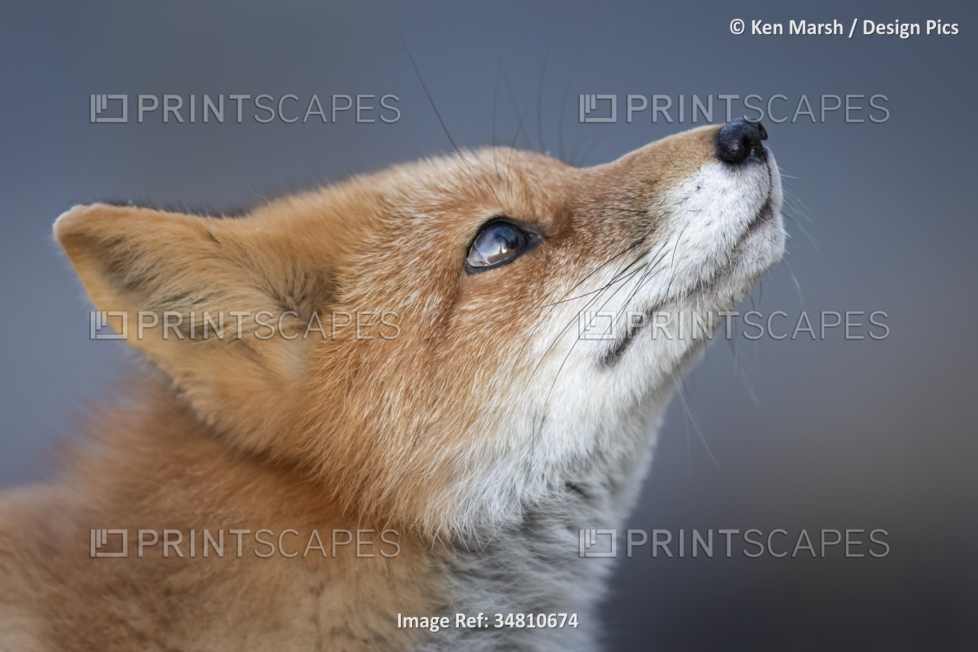Close-up portrait of the profile of a red fox (Vulpes vulpes) looking up and ...