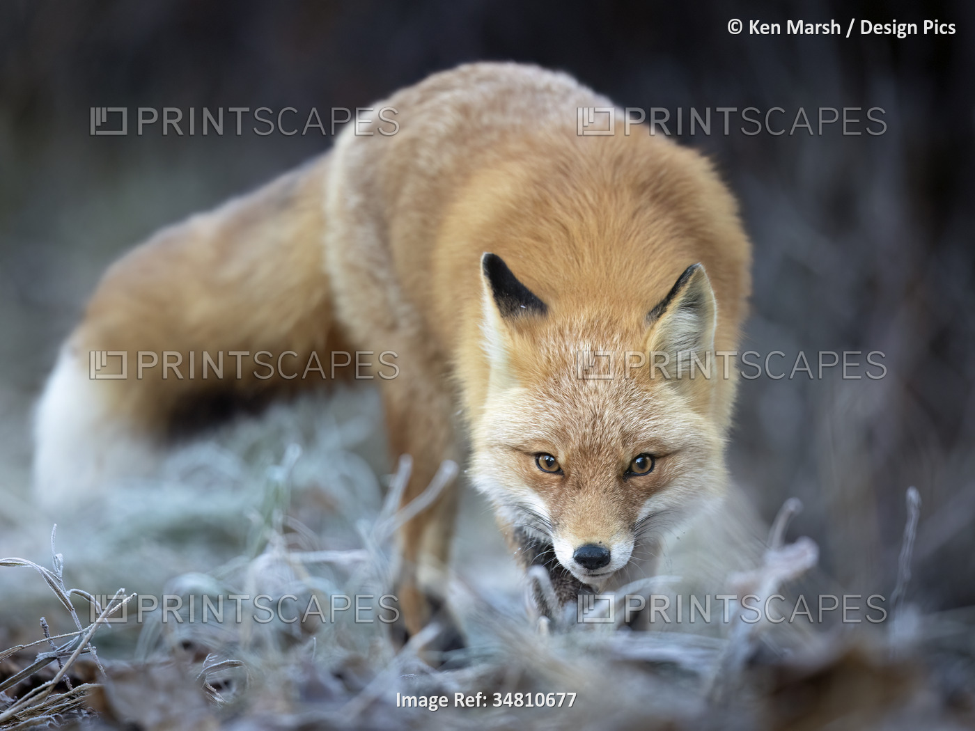 Portrait of a red fox (Vulpes vulpes) standing in the grass watching intently ...