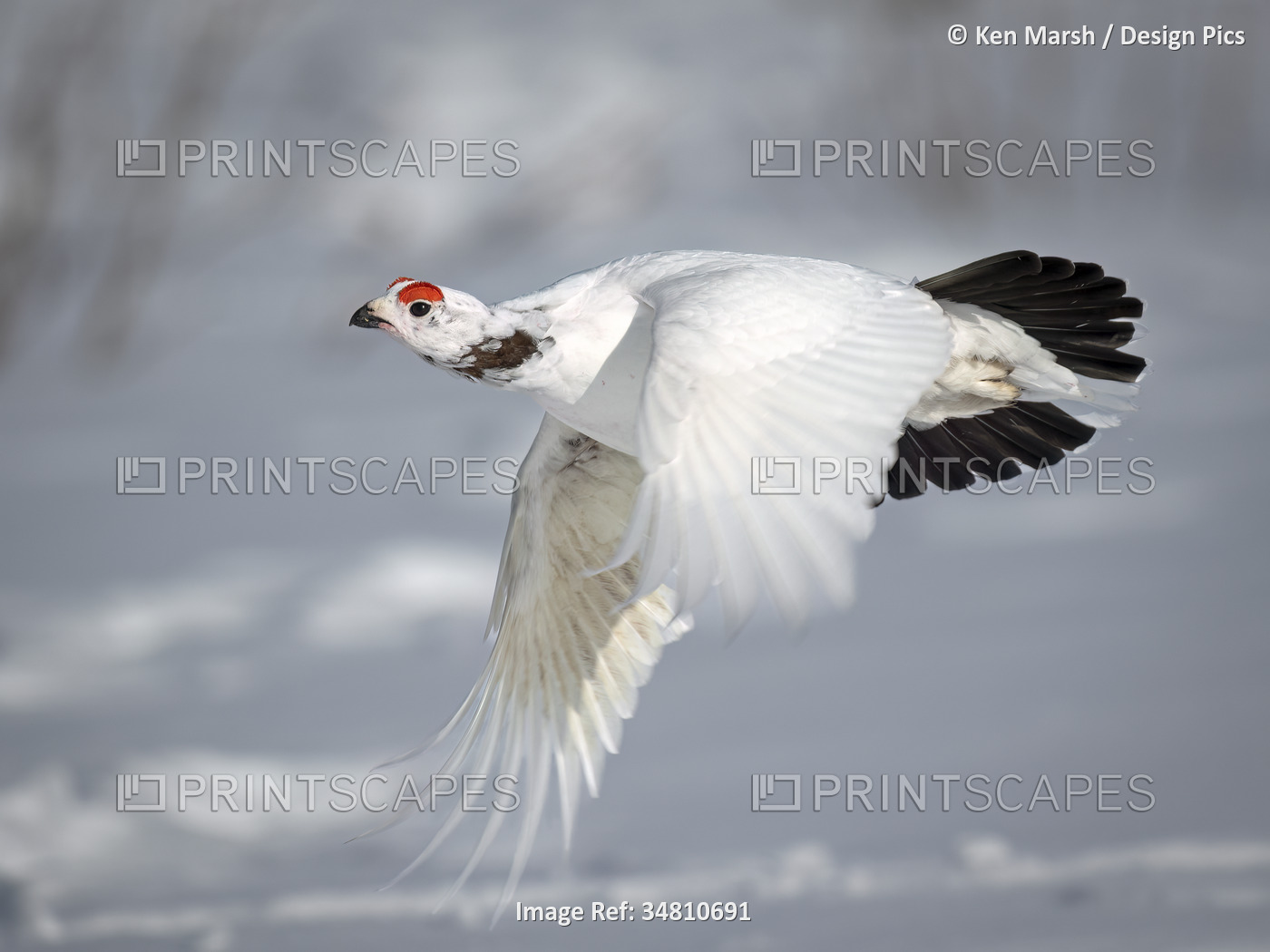 A male willow ptarmigan (Lagopus lagopus) showing early breeding colors in its ...