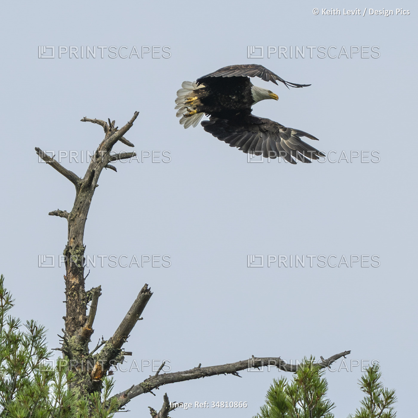 Bald eagle (Haliaeetus leucocephalus) taking flight from a treetop in a blue sky