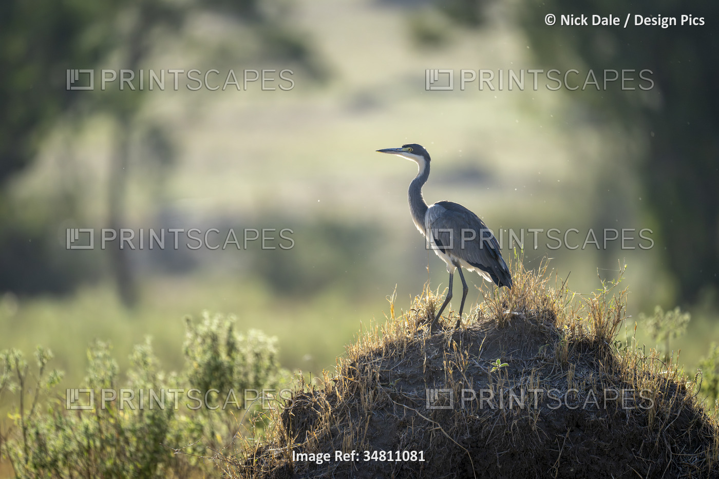 Grey heron (Ardea cinerea) on termite mound in sunshine in Serengeti National ...