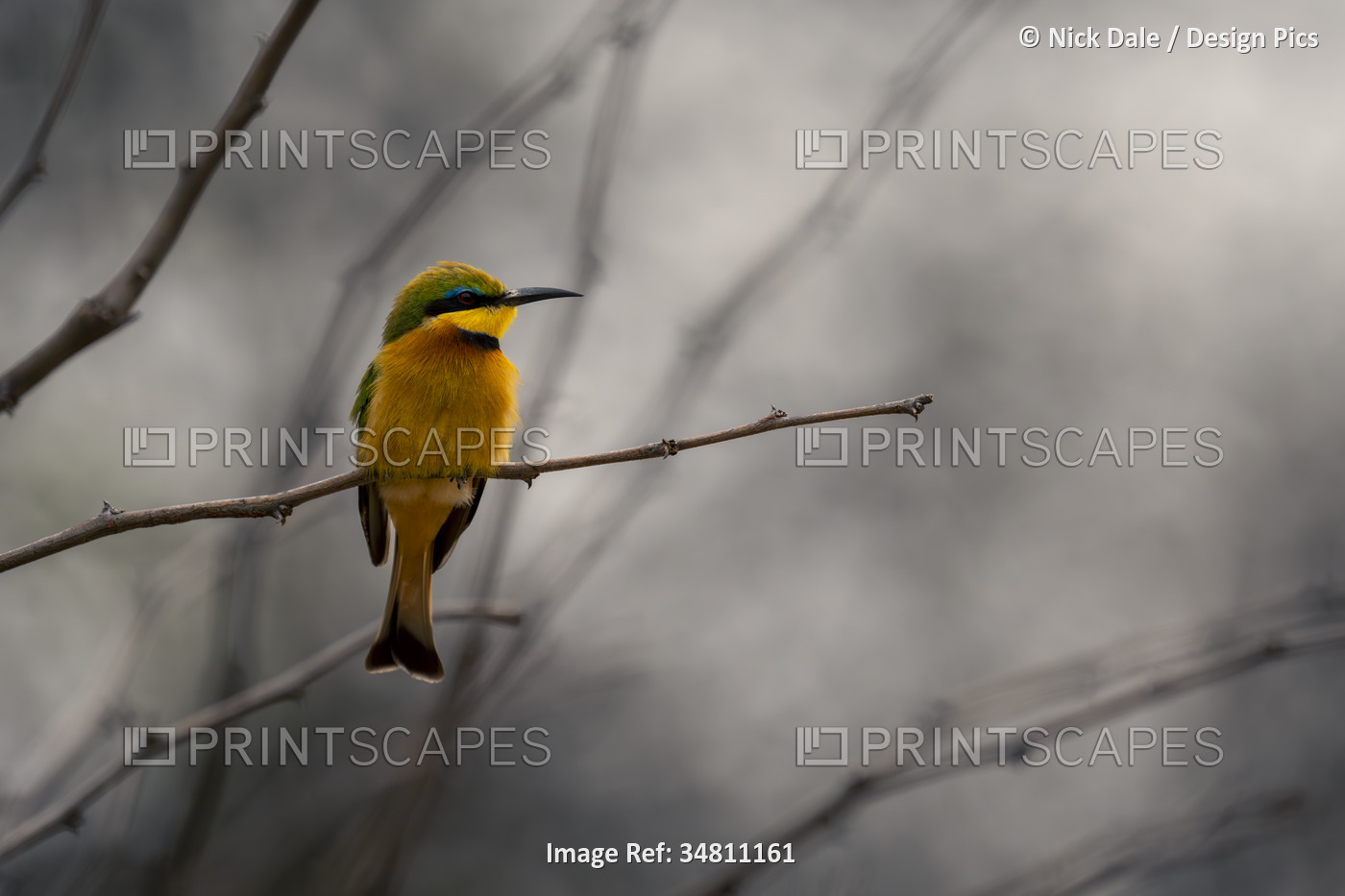 Close-up portrait of a little bee-eater (Merops pusillus) perched on a thin ...