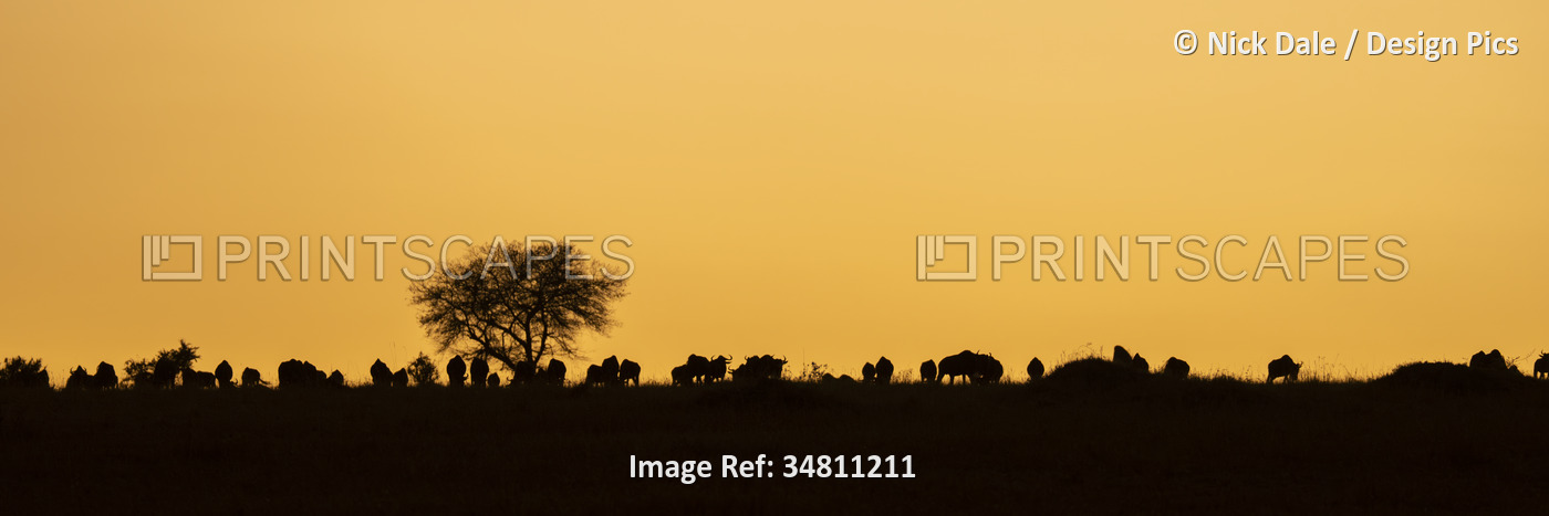 Panorama of blue wildebeest (Connochaetes taurinus) feeding at sunrise in ...