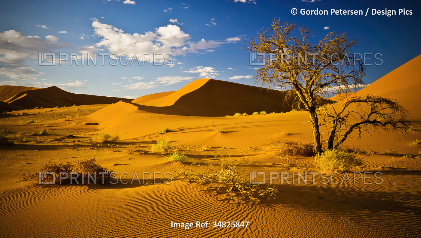 Desert scene in sunrise light near Hidden Vlei, Namib-Naukluft National Park in ...