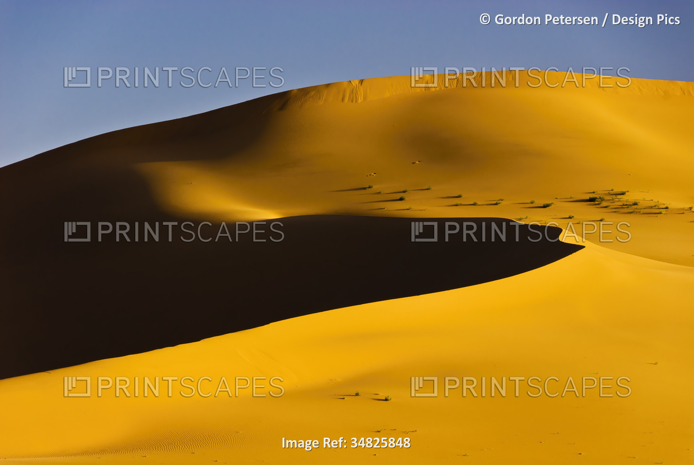 Khongoryn Els (Singing Sands), Gobi Gurvansaikhan National Park, Gobi Desert, ...